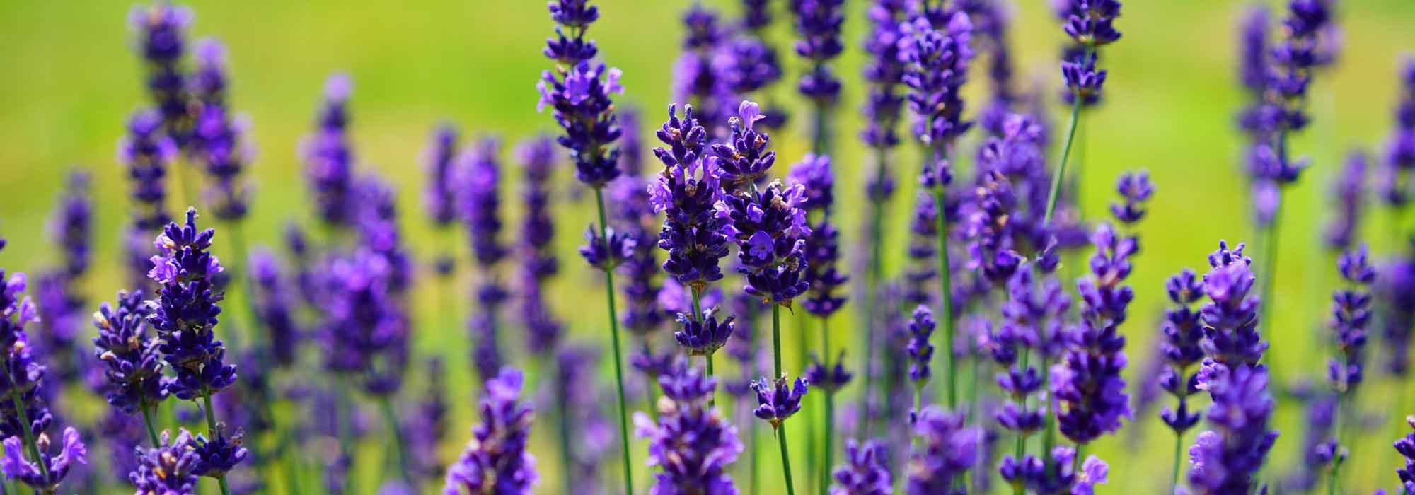 Potare una lavanda: quando e come?