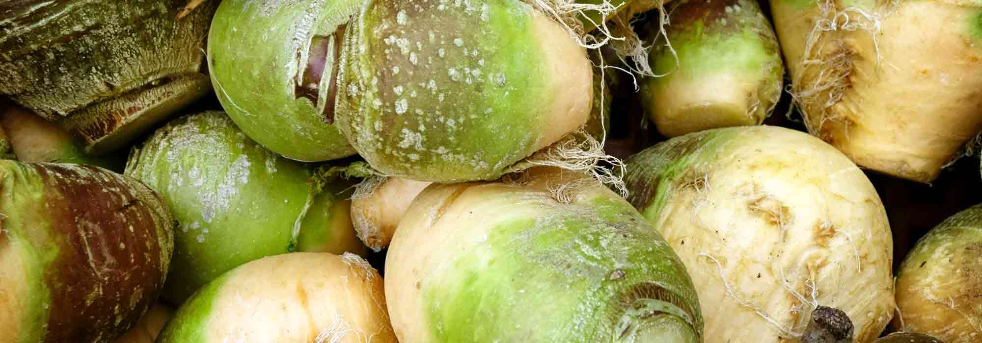 Il rutabaga: semina, coltivazione, raccolta