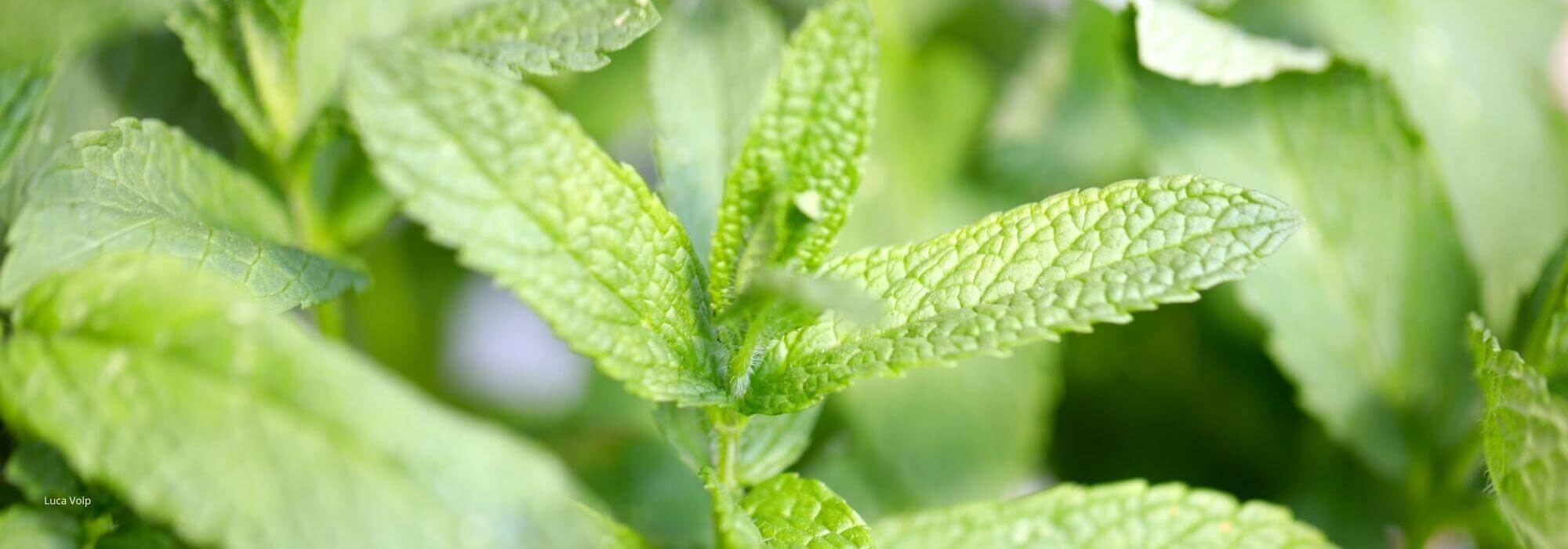 Come fare una talea di menta?