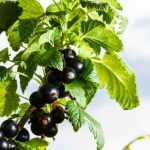 Come essiccare le foglie di ribes nero?