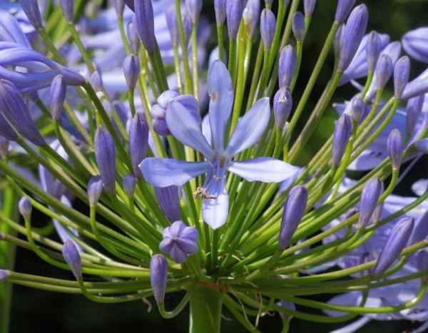 Seminare i Bulbi di Agapanthus
