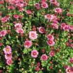 Come seminare il crisantemo?