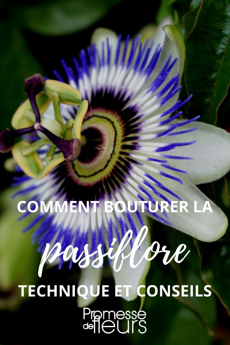 Tutorial: talea di passiflora