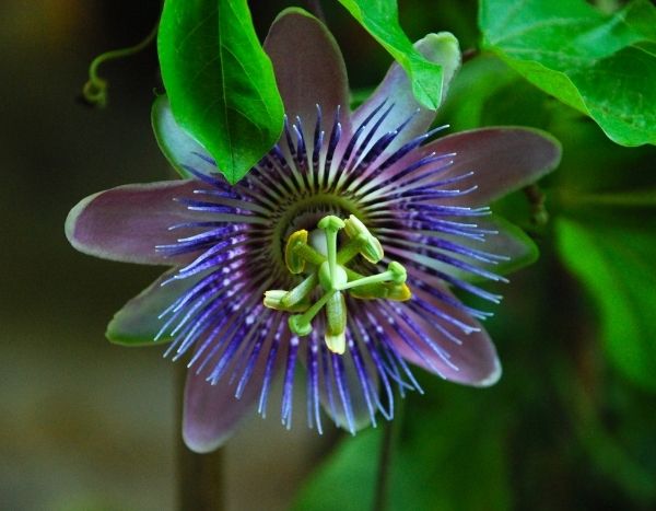 Come fare talee di passiflora? Il nostro tutorial illustrato!