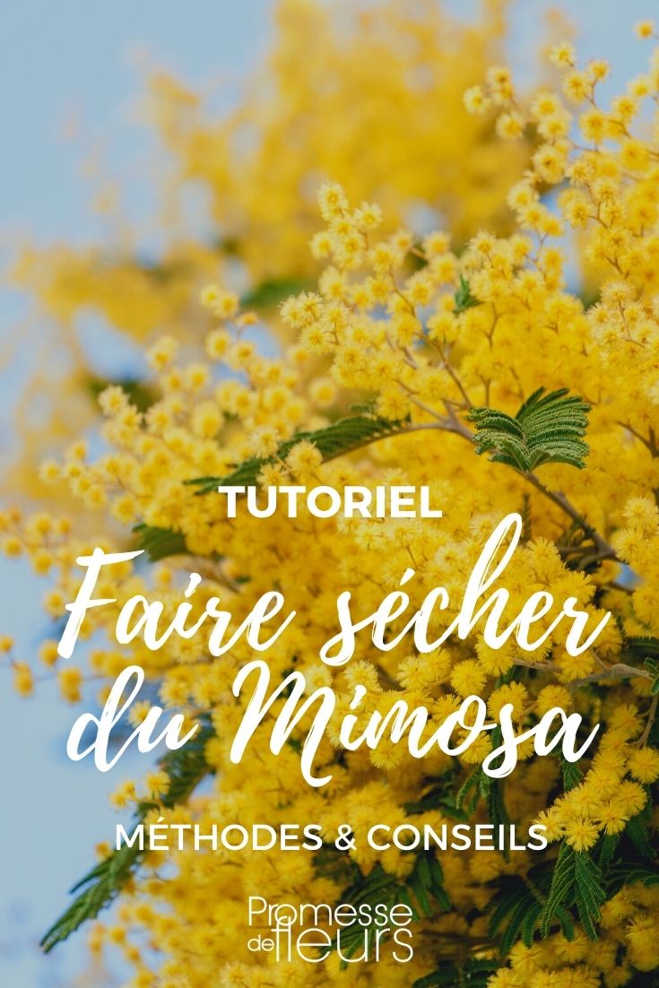 come essiccare i fiori di mimosa?