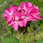 Successo nella semina del Pelargonium