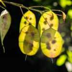 Coltivare con successo la moneta del Papa dai semi