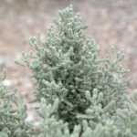 Come fare una talea di santolina?