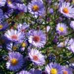 Come tutelare un Aster? Tecnica e consigli