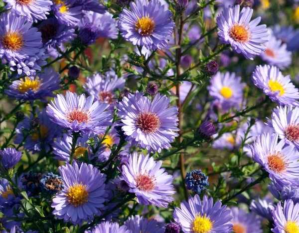 Come tutelare un Aster? Tecnica e consigli