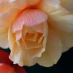 Come moltiplicare il begonia tuberoso per talea?