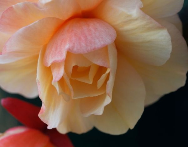 Come moltiplicare il begonia tuberoso per talea?