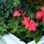 Come forzare un begonia tuberoso?