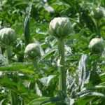 Quando e come essiccare le foglie di carciofo?