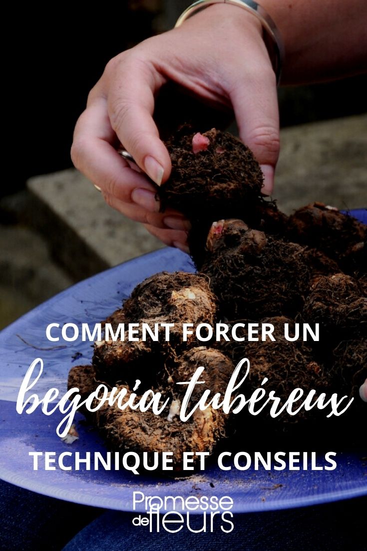 rafforzare il begonia tuberoso