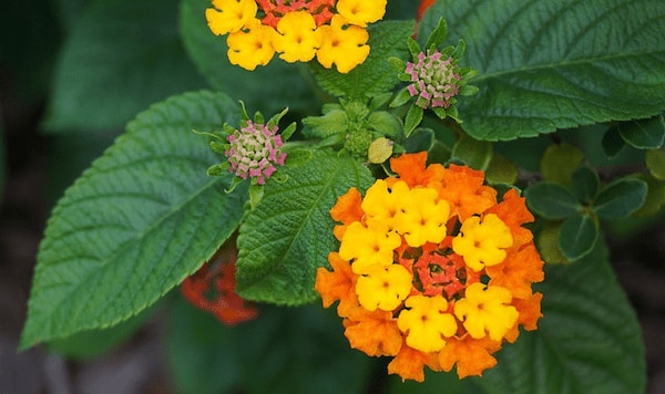 Come propagare il lantana per talea?