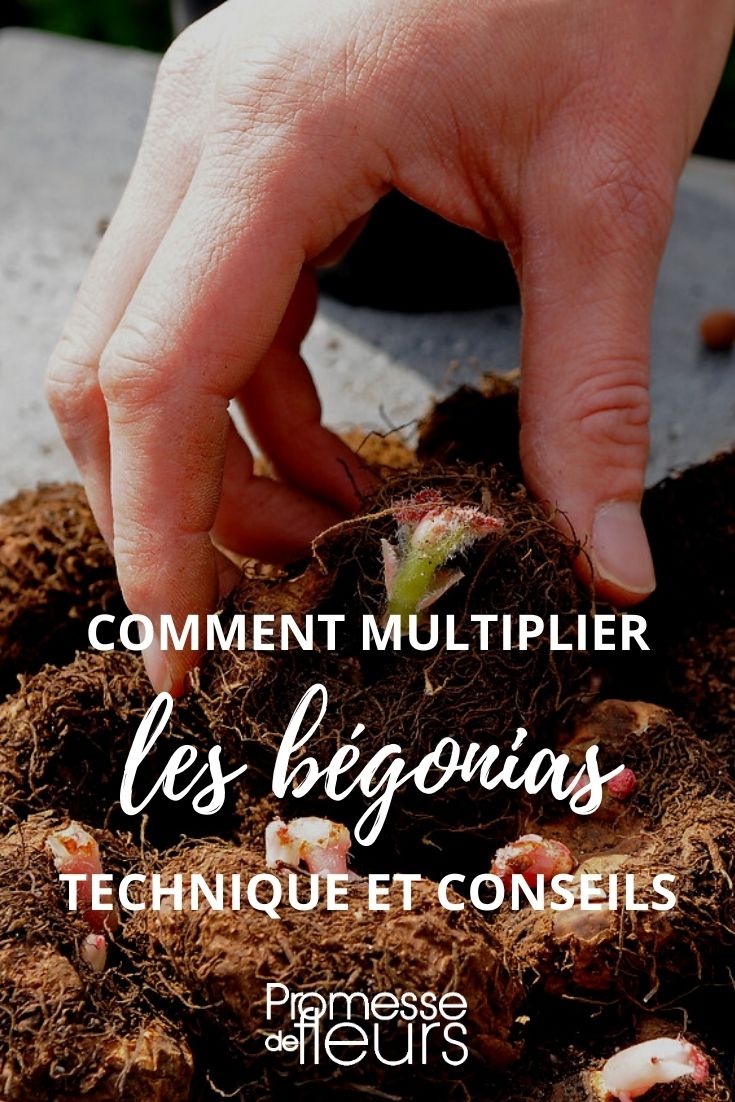 moltiplicare il begonia tuberoso per talea