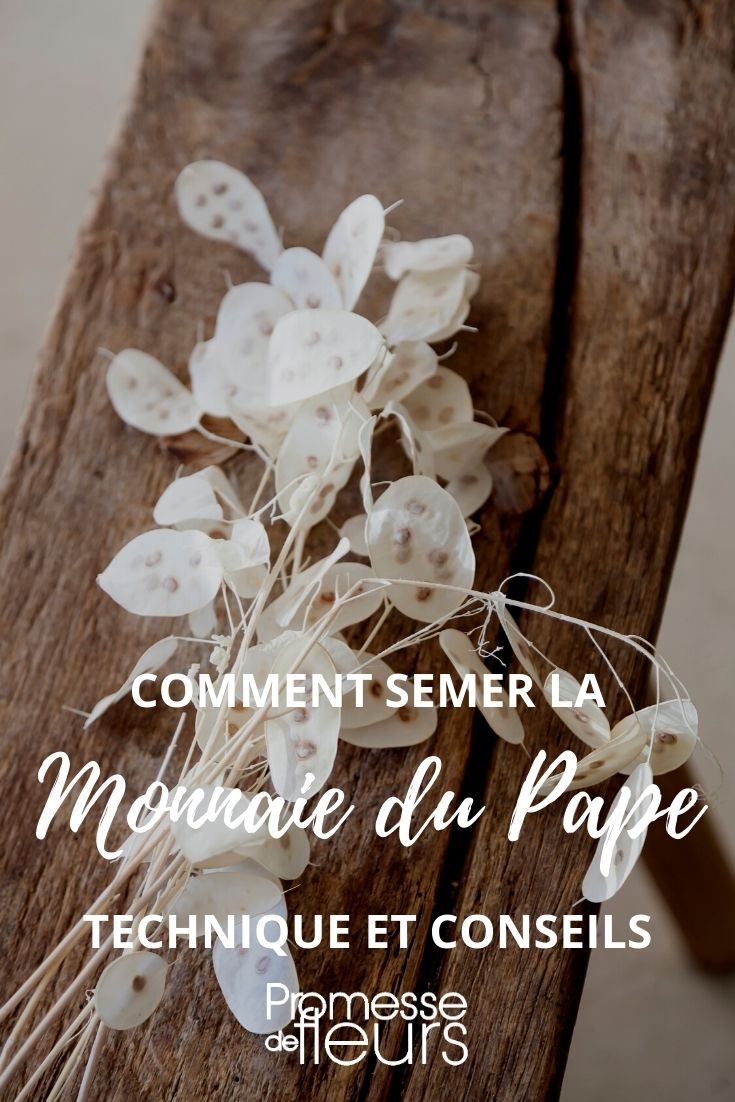 coltivare con successo la moneta del papa dai semi