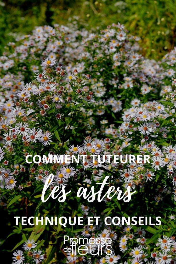 tutoraggio pianta perenne