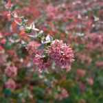 Come moltiplicare l'abélia per talea?