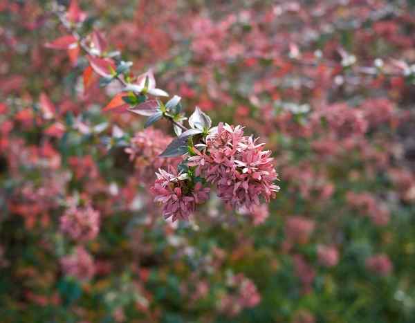 Come moltiplicare l'abélia per talea?
