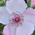 Lo zolfo in giardino: come e perché utilizzarlo?