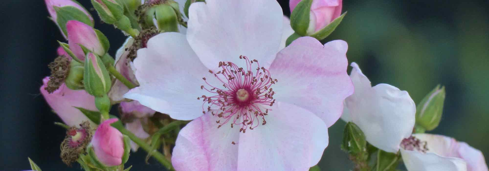 Lo zolfo in giardino: come e perché utilizzarlo?