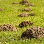 Recuperare la terra delle tane delle talpe