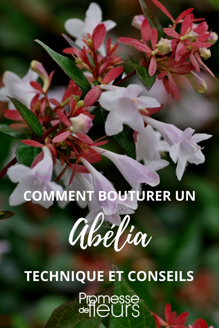 taleare un abelia