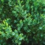 Come propagare le conifere per talea?