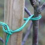 Come tutelare un albero da frutto?