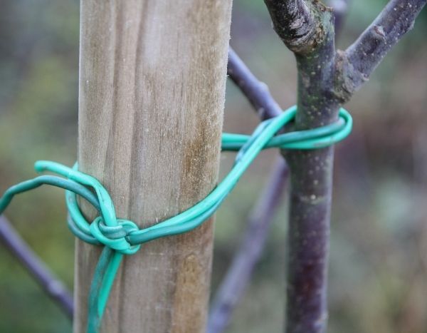 Come tutelare un albero da frutto?