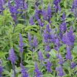 Come seminare l'Agastache?