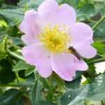 Come fare la marmellata di cinorrodi? Dalla raccolta alla ricetta