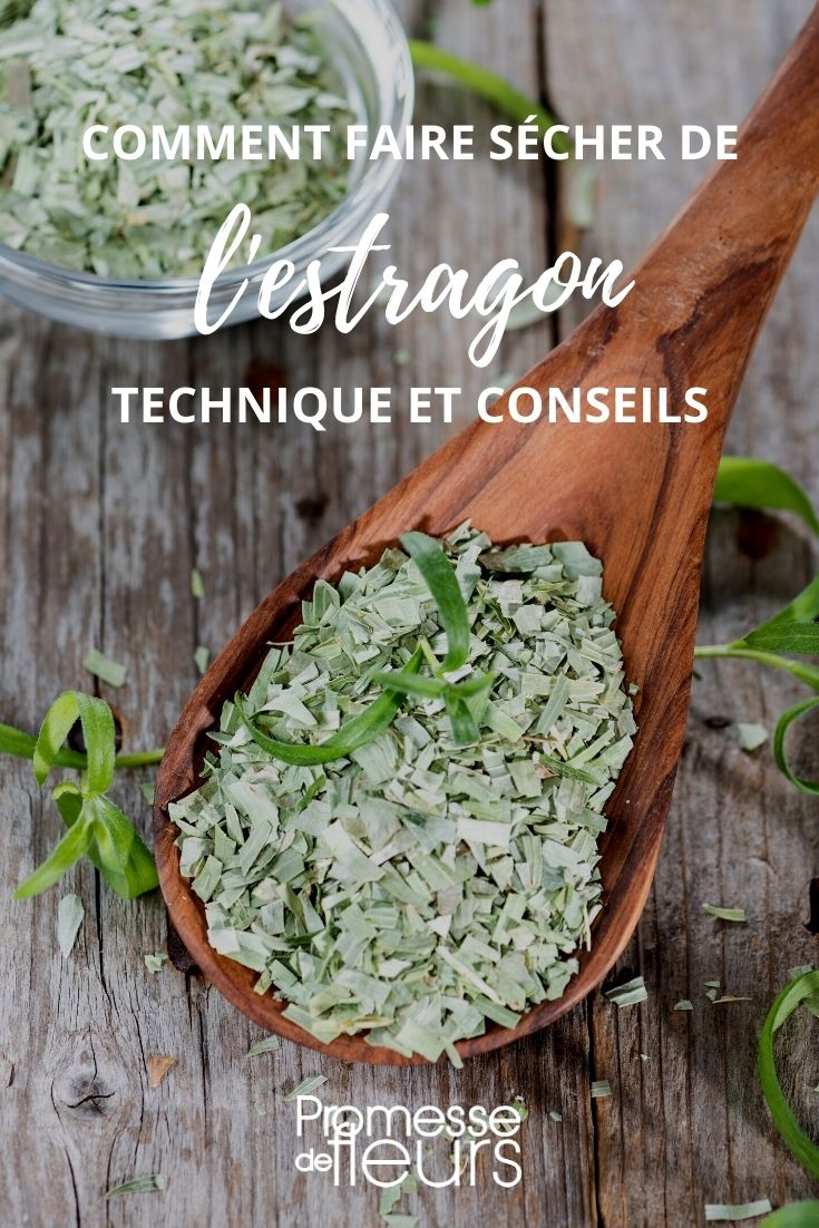 tutorial: essiccare l'estragone