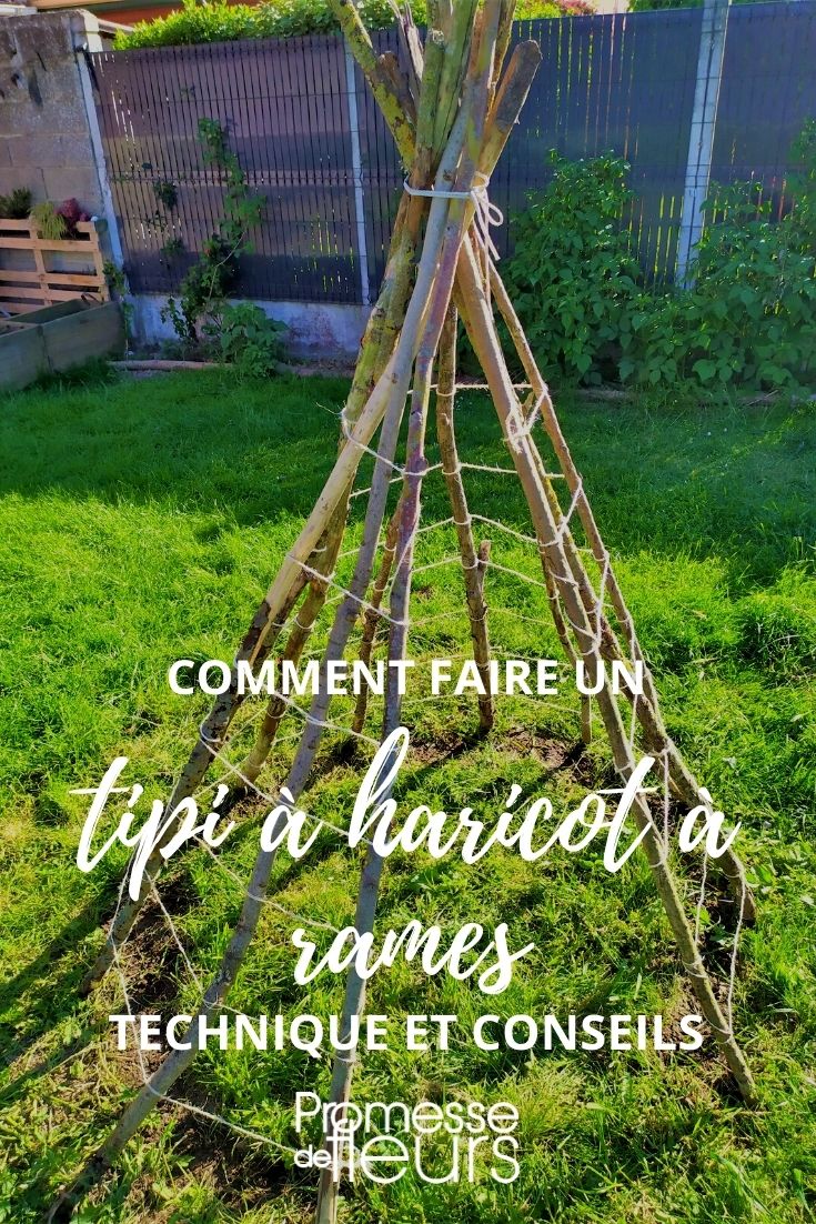 il nostro tutorial: tipi di fagioli rampicanti