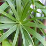 Fare una talea di papiro