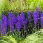 Come propagare la salvia dei boschi?