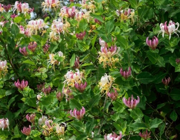 Come propagare il Caprifoglio per talea?