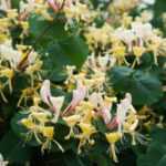 Come potare un Caprifoglio ?