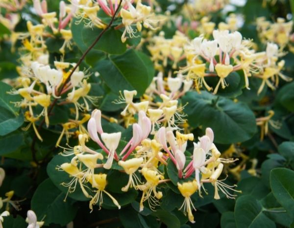 Come potare un Caprifoglio ?