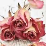 Come essiccare le rose?