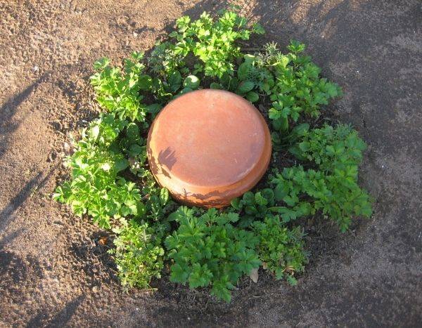 Creare un'olla fai da te per irrigare il giardino
