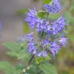 Come propagare il Caryopteris per talea?
