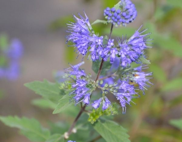 Come propagare il Caryopteris per talea?