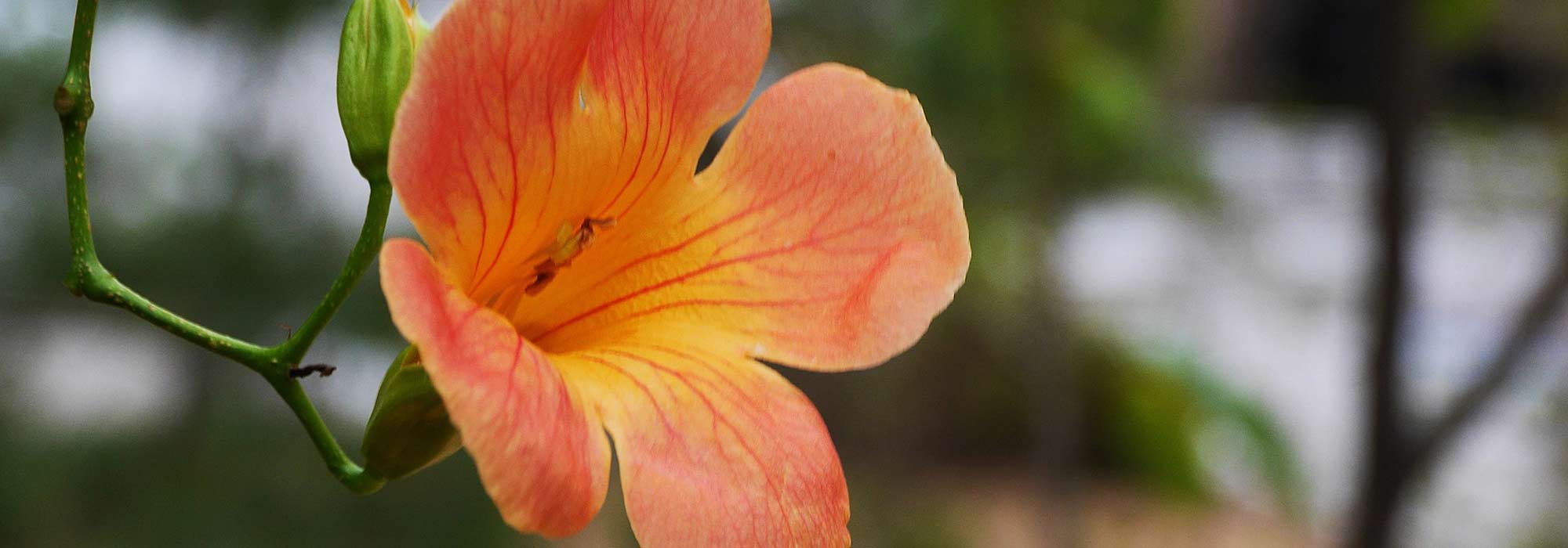 Come fare una talea di bignonia?