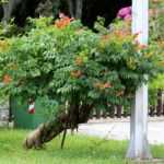 Come potare una bignonia ad alberello?