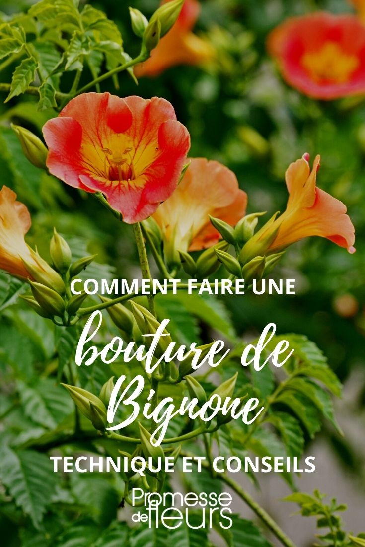 taleo bignonia guida