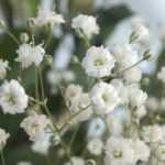 Come moltiplicare il gypsophila?