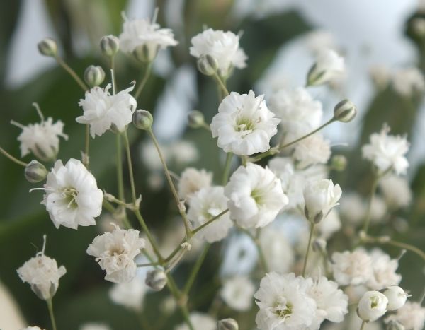 Come moltiplicare il gypsophila?